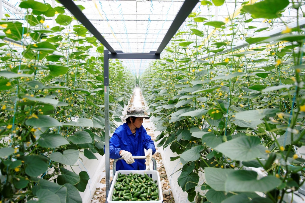 Một nông dân thu hoạch dưa chuột tại nhà kính Hengda ở Thượng Hải ngày 25/5 vừa qua (Ảnh: Reuters)