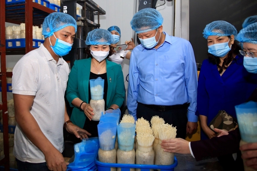Phó Bí thư Thường trực Thành ủy Hà Nội Nguyễn Thị Tuyến thăm mô hình sản xuất nấm kim châm công nghệ Nhật Bản của Công ty TNHH Xuất nhập khẩu Kinoko Thanh Cao