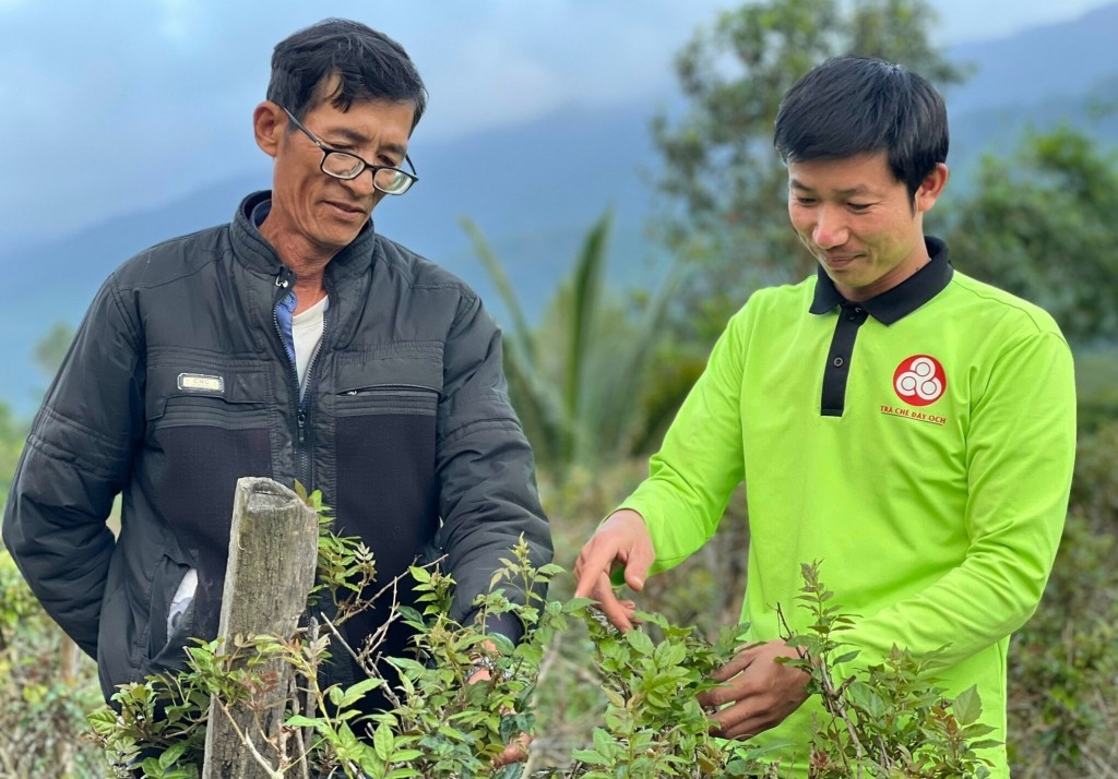 Quảng Nam: Thu về 500 triệu đồng/năm nhờ khởi nghiệp từ cây chè dây