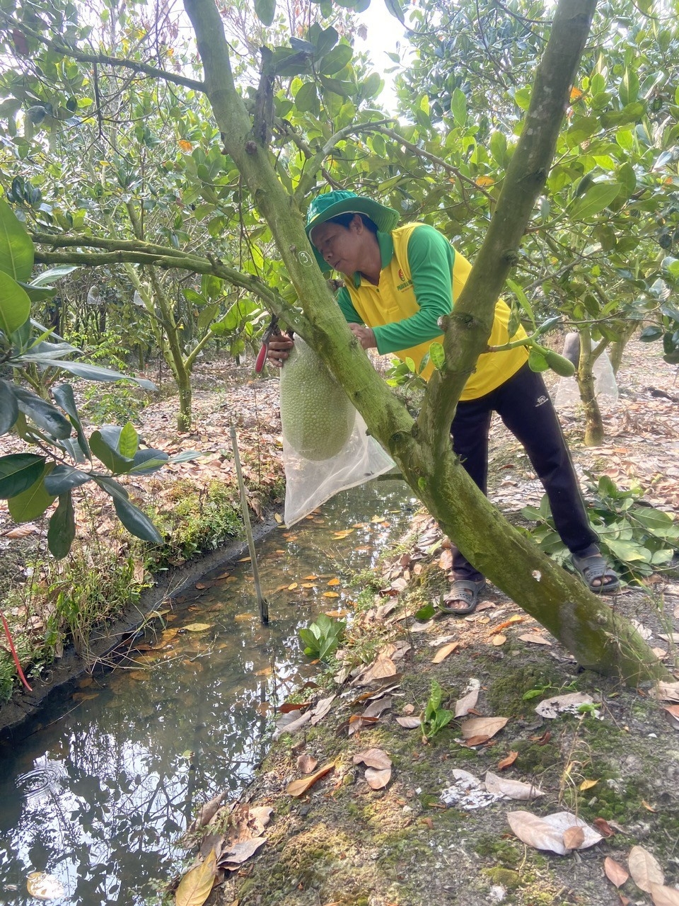 Phân bón Cà Mau đồng hành nâng tầm nông sản Việt