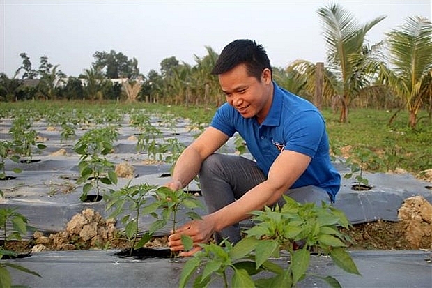 Anh Lê Văn Thôi - chàng trai khởi nghiệp từ mô hình trồng ớt an toàn xuất khẩu