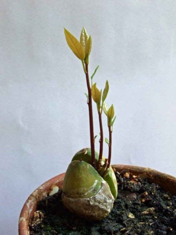 Cắm 3 que tăm vào hạt bơ đem ngâm nước, vài tháng sau đợi ăn quả tẹt ga - Ảnh 3