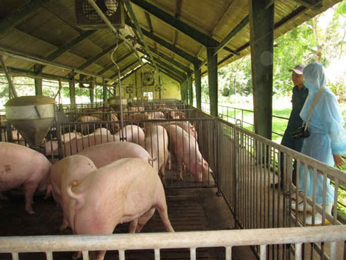 Chờ giá thịt heo giảm - Ảnh 1. Chờ giá thịt heo giảm - Ảnh 1.