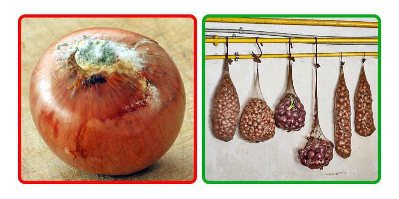Những mẹo bảo quản rau củ quả để nhiều ngày chẳng hỏng, đỡ tốn công đi mua - Ảnh 9