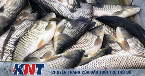 Thanh Hóa: Cá chết bất thường, nổi trắng sông Chu