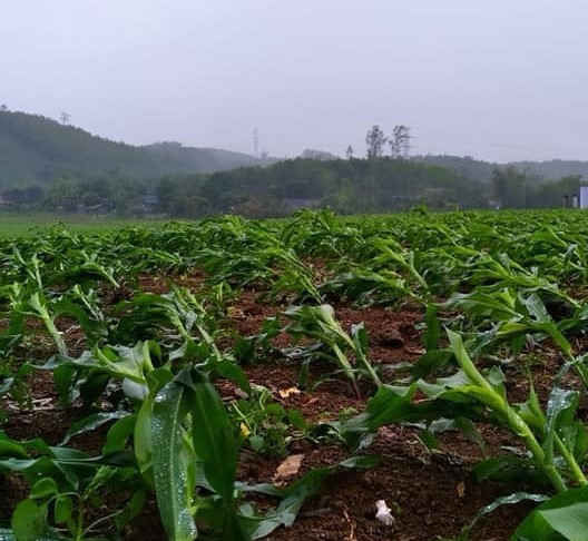 bac kan tiep tuc xuat hien mua da hinh 2