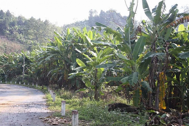 Chuối Tuyên Quang bết bát