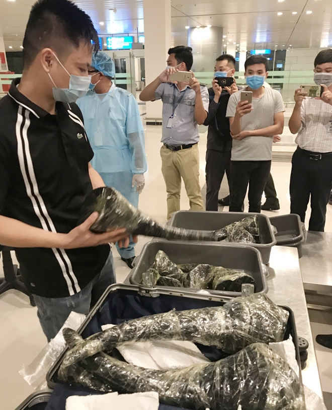 "Mang" gần 30kg sừng tê giác về Việt Nam lại khai là "cá chép Koi"