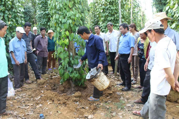 Nông dân tham gia mô hình thực hành nông nghiệp thông minh thích ứng biến đổi khí hậu trên cây tiêu.