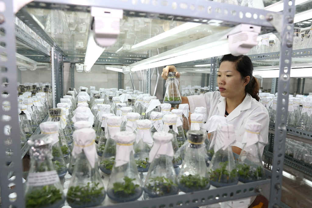 Nestlé Việt Nam phối hợp Viện Khoa học kỹ thuật Nông lâm nghiệp Tây Nguyên (WASI) nghiên cứu các giống cà phê chống chịu hạn