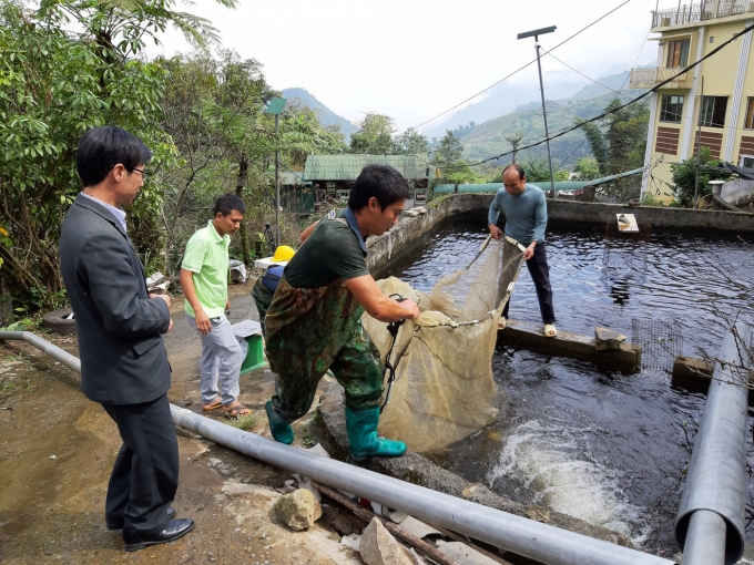 Hộ dân nuôi cá hồi ở Sa Pa cầm cự, hy vọng sớm hết dịch bệnh Covid-19 để có thể tiêu thụ được cá. Ảnh: TN