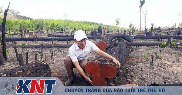 Gia Lai khởi tố 3 vụ án hình sự về tội hủy hoại rừng