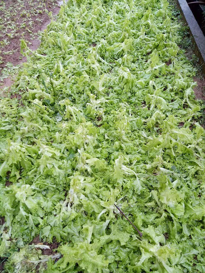 lao cai: mua da, loc xoay du doi danh sap cau treo, set danh tu vong 1 nguoi hinh 2