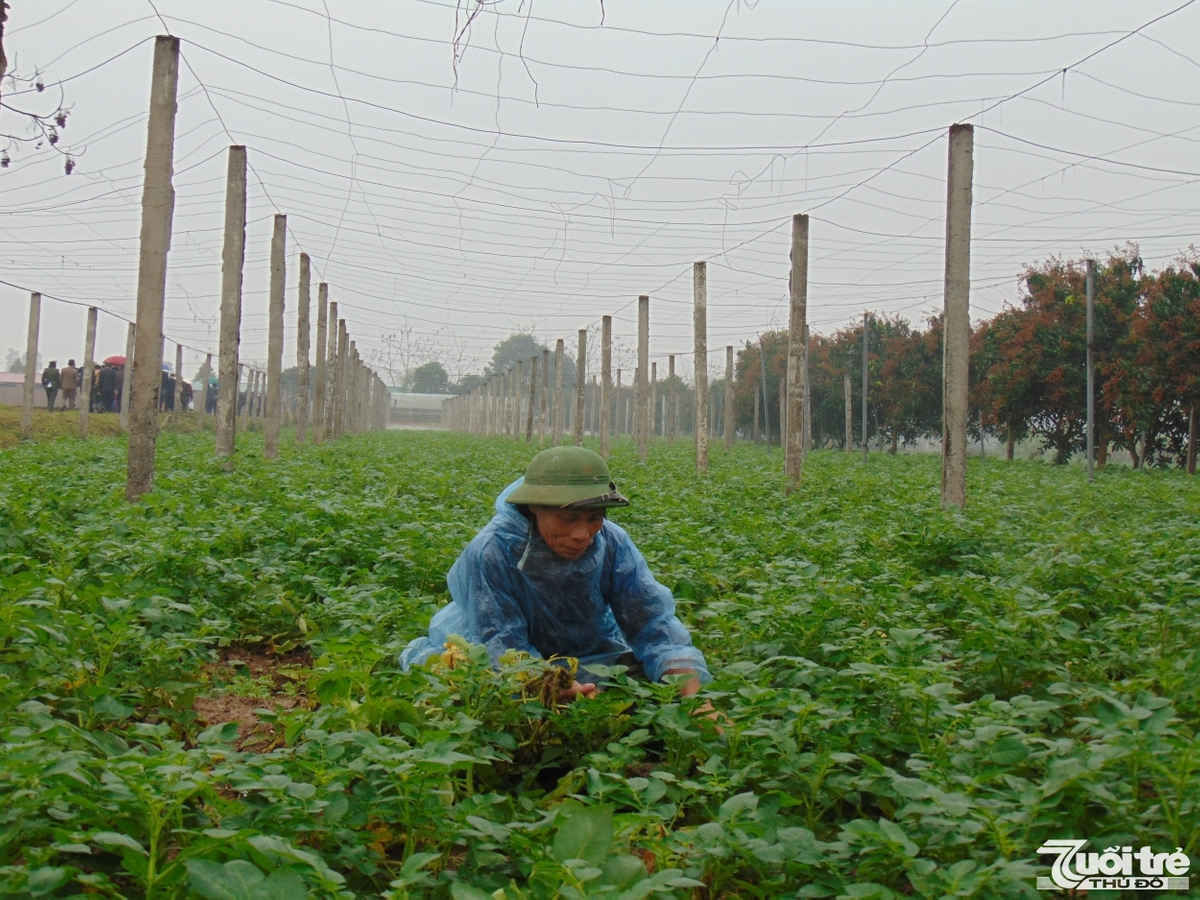 Dịch Covid-19 b&ugrave;ng ph&aacute;t những th&aacute;ng đầu năm đ&atilde; ảnh hưởng kh&aacute; nhiều đến sản xuất n&ocirc;ng nghiệp, nhất l&agrave; lĩnh vực trồng trọt