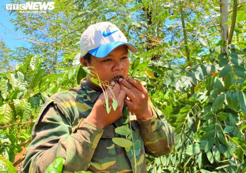 Khám phá mùa săn sâu muồng ở Tây Nguyên - 2