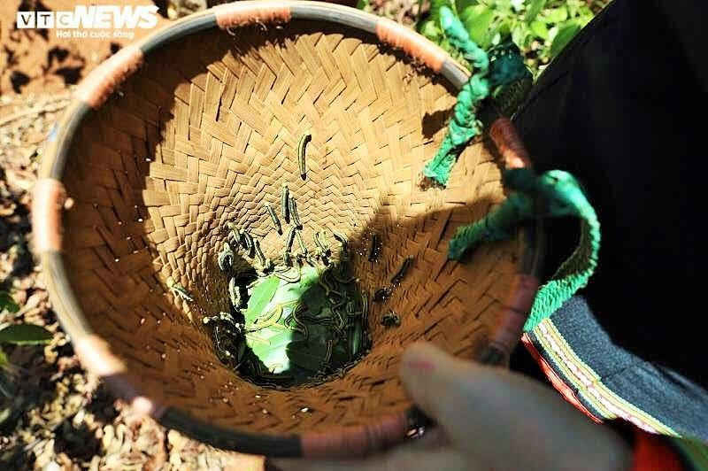 Khám phá mùa săn sâu muồng ở Tây Nguyên - 3