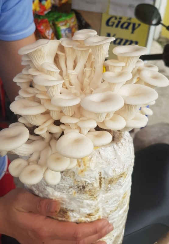 Một loại nấm trong trang trại của anh Th&agrave;nh được nhiều kh&aacute;ch h&agrave;ng y&ecirc;u th&iacute;ch