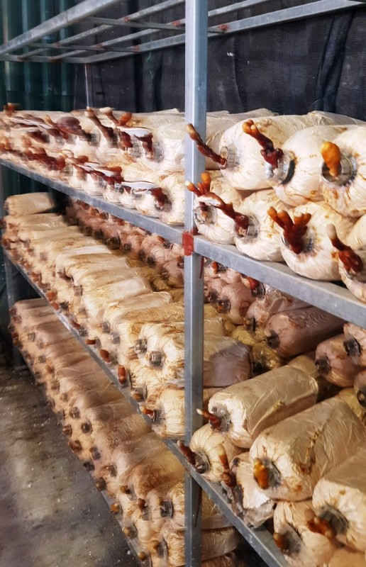 Một g&oacute;c trang trại nấm của anh B&ugrave;i C&ocirc;ng Th&agrave;nh