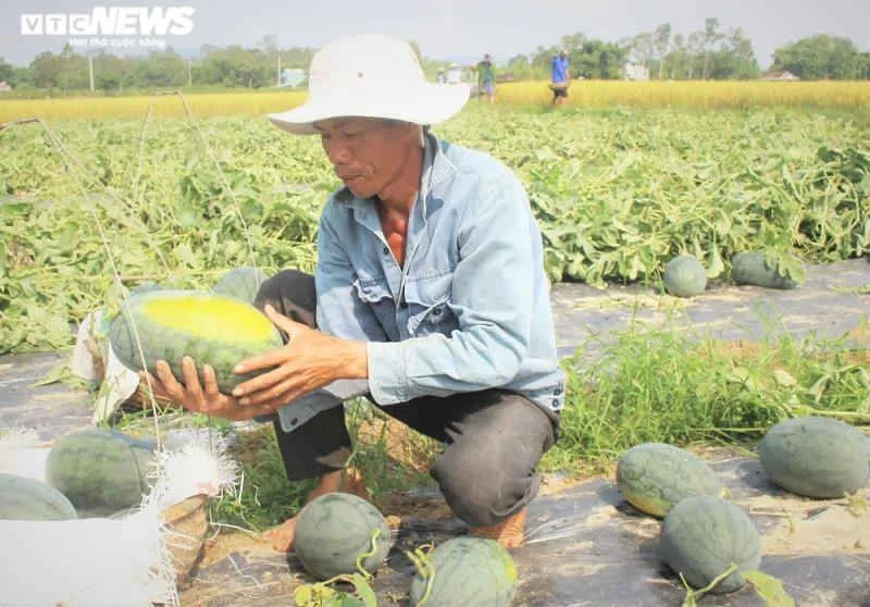 Ảnh: Giữa mùa dịch COVID-19, nông dân Quảng Nam phấn khởi nhờ bội thu dưa hấu - 6