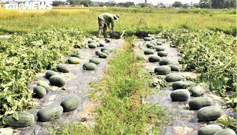 Ảnh: Giữa mùa dịch COVID-19, nông dân Quảng Nam phấn khởi nhờ bội thu dưa hấu - 9