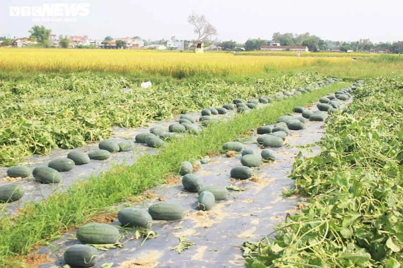 Ảnh: Giữa mùa dịch COVID-19, nông dân Quảng Nam phấn khởi nhờ bội thu dưa hấu - 10