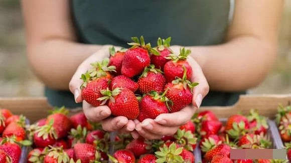 4 loại tr&aacute;i c&acirc;y giảm b&eacute;o ph&ugrave; hợp nhất để ăn ngay b&acirc;y giờ, vừa giải độc tố vừa tẩy tế b&agrave;o da chết - Ảnh 2