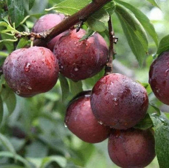 4 loại tr&aacute;i c&acirc;y giảm b&eacute;o ph&ugrave; hợp nhất để ăn ngay b&acirc;y giờ, vừa giải độc tố vừa tẩy tế b&agrave;o da chết - Ảnh 3