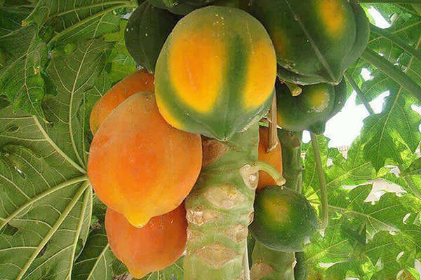 Mẹo chọn mua đu đủ chín tự nhiên, tha hồ ăn mà không sợ hóa chất độc hại - Ảnh 1 Mẹo chọn mua đu đủ chín tự nhiên, tha hồ ăn mà không sợ hóa chất độc hại - Ảnh 1