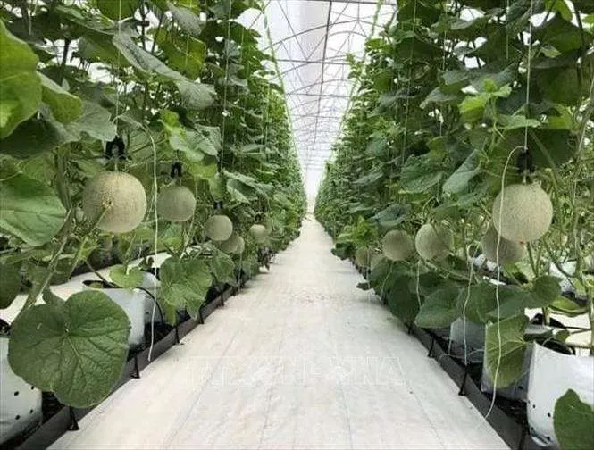 Ứng dụng công nghệ cao giúp phát triển nông nghiệp an toàn, thân thiện môi trường. Ảnh: TTXVN