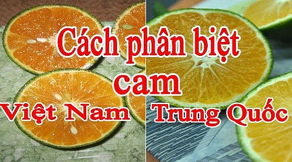 Muốn biết cam Trung Quốc hay cam Việt Nam cứ nhìn vào 1 điểm, người bán hàng không bao giờ hé răng tiết lộ
