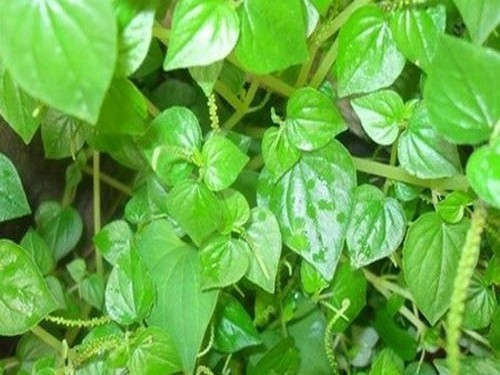 Lo&agrave;i rau được cho l&agrave; thần dược nhưng ở Việt Nam lại cho gia s&uacute;c ăn - Ảnh 1