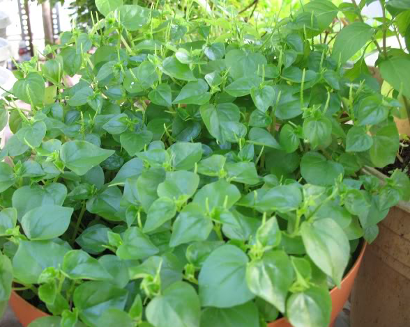 Lo&agrave;i rau được cho l&agrave; thần dược nhưng ở Việt Nam lại cho gia s&uacute;c ăn - Ảnh 2