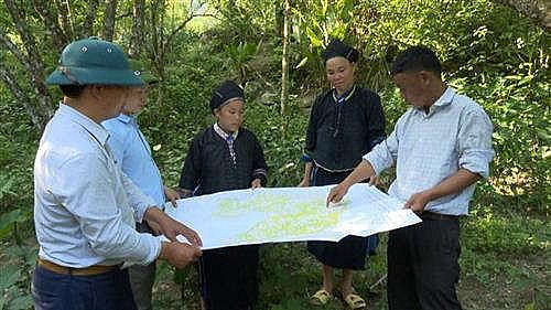 Phát triển cây mận đỏ góp phần xóa đói giảm nghèo ở huyện vùng cao Hà Giang