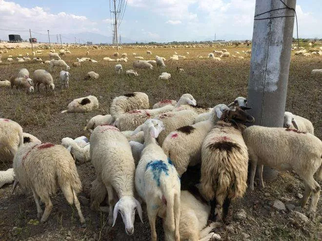 Nắng hạn hoành hành, người dân ở 'chảo lửa' Ninh Thuận loay hoay tìm nước uống - 4