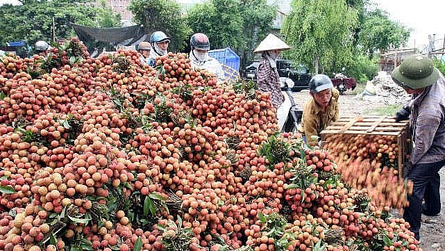 Quả vải Trung Quốc giảm sản lượng giá tăng là cơ hội cho Việt Nam