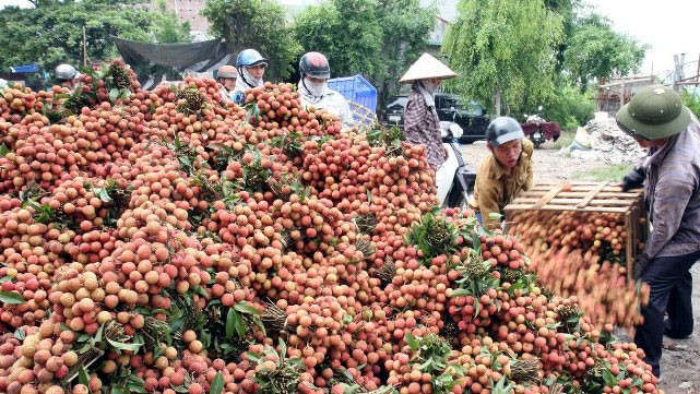du bao nhu cau nhap khau qua vai cua trung quoc tang cao hinh 1