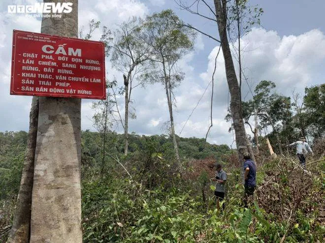 Rừng ở Đắk Nông bị 'cạo trọc'