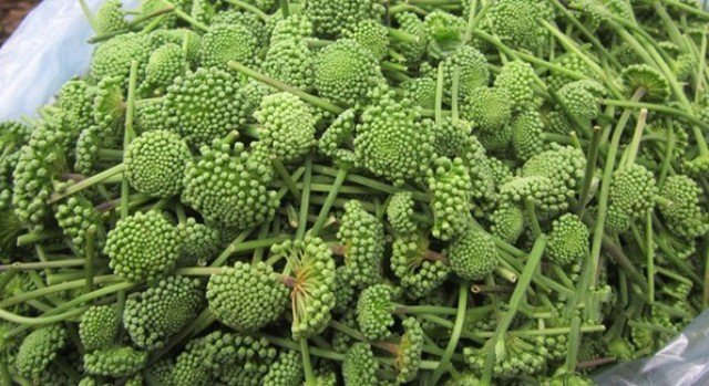 9 tác dụng của hoa tam thất đối với sức khỏe - Ảnh 1 9 tác dụng của hoa tam thất đối với sức khỏe - Ảnh 1