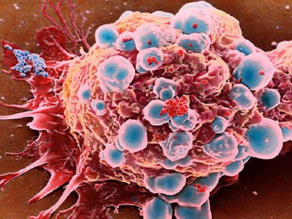 9 tác dụng của hoa tam thất đối với sức khỏe - Ảnh 3 9 tác dụng của hoa tam thất đối với sức khỏe - Ảnh 3