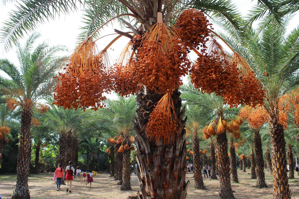 Ảnh: Ngất ng&acirc;y với vườn ch&agrave; l&agrave; lớn nhất miền T&acirc;y - 1