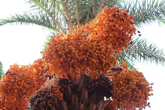 Ảnh: Ngất ng&acirc;y với vườn ch&agrave; l&agrave; lớn nhất miền T&acirc;y - 3