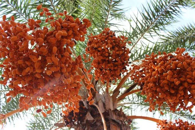 Ảnh: Ngất ng&acirc;y với vườn ch&agrave; l&agrave; lớn nhất miền T&acirc;y - 5