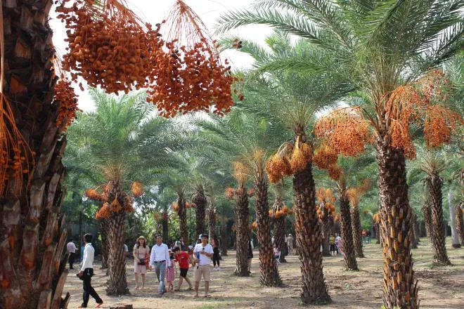 Ảnh: Ngất ng&acirc;y với vườn ch&agrave; l&agrave; lớn nhất miền T&acirc;y - 6