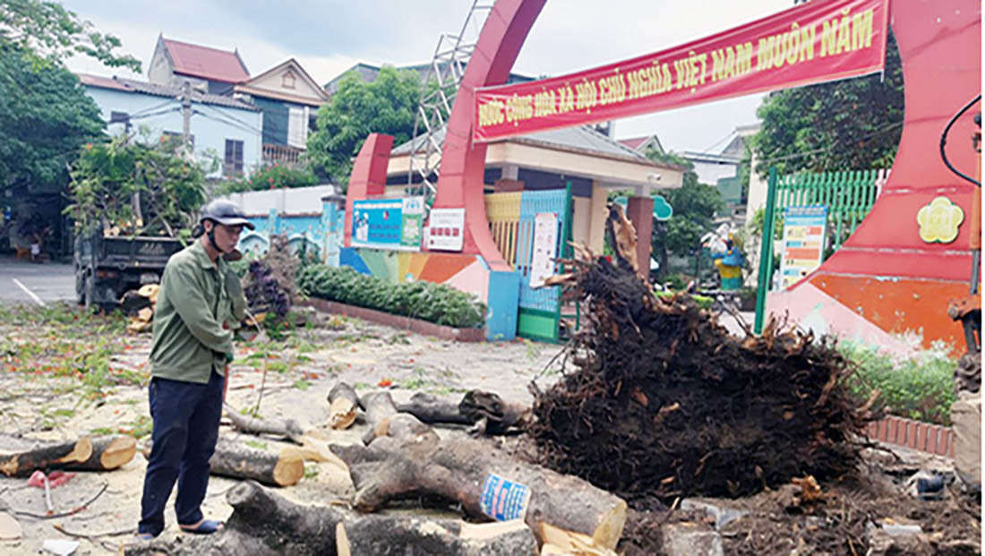 Chặt cây đang tươi tốt, trường học ở Nghệ An bị kiểm điểm - 1