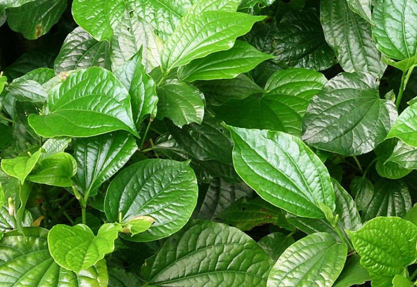 Mẹo dân gian bị thủy đậu tắm lá gì nhanh khỏi? - Ảnh 5 Thuy dau tam la gi nhanh khoi 5