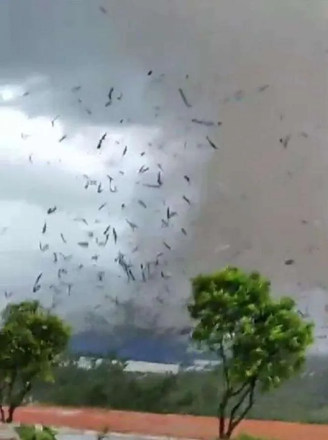 Hiện trường xưởng gỗ ở Vĩnh Ph&uacute;c bị lốc cuốn tan t&agrave;nh, hơn 20 người thương vong - 1