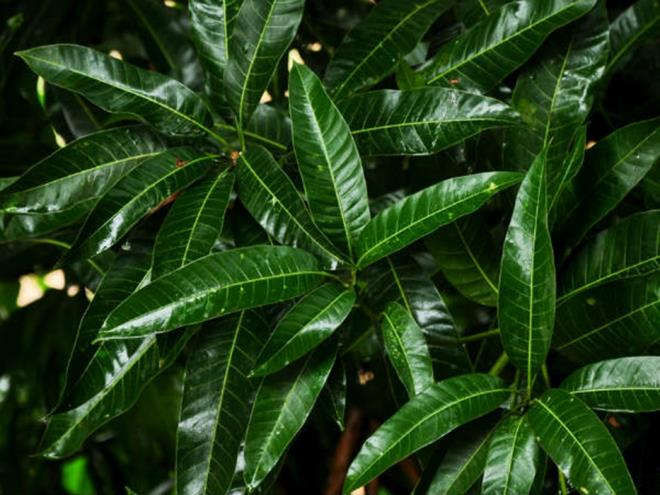 Công dụng tuyệt vời của lá xoài mà nhiều người chưa biết - 1