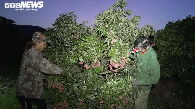 N&ocirc;ng d&acirc;n Bắc Giang soi đ&egrave;n th&acirc;u đ&ecirc;m thu hoạch vải thiều - 1