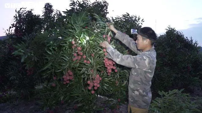N&ocirc;ng d&acirc;n Bắc Giang soi đ&egrave;n th&acirc;u đ&ecirc;m thu hoạch vải thiều - 2