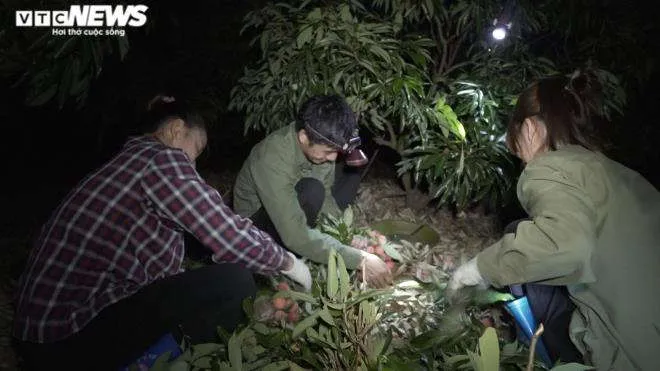 N&ocirc;ng d&acirc;n Bắc Giang soi đ&egrave;n th&acirc;u đ&ecirc;m thu hoạch vải thiều - 3